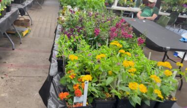 News 12 | Bronx | A Plant Sale Is Happening This Weekend At Bayard Cutting