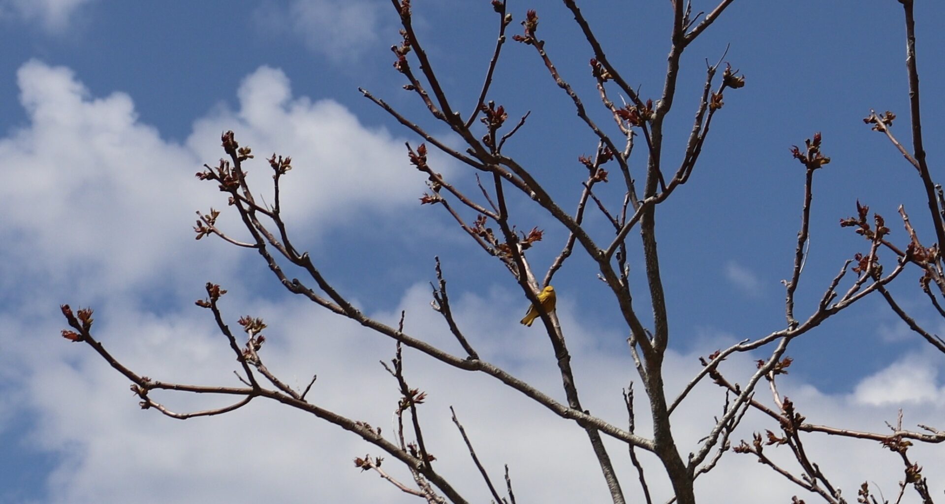 Aquebogue’s Broad Cove Preserve joins New York State Birding Trail
