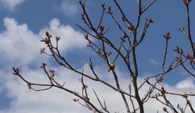 Aquebogue’s Broad Cove Preserve joins New York State Birding Trail