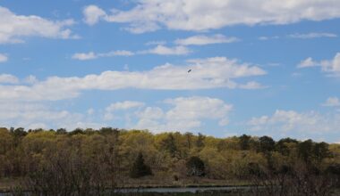 Broad Cove Preserve added to state birding trail