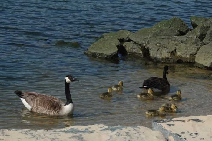 baby geese bushwick inlet park