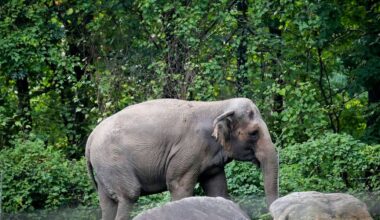 Happy, who taught researchers that elephants can recognize themselves, is euthanized at Bronx Zoo