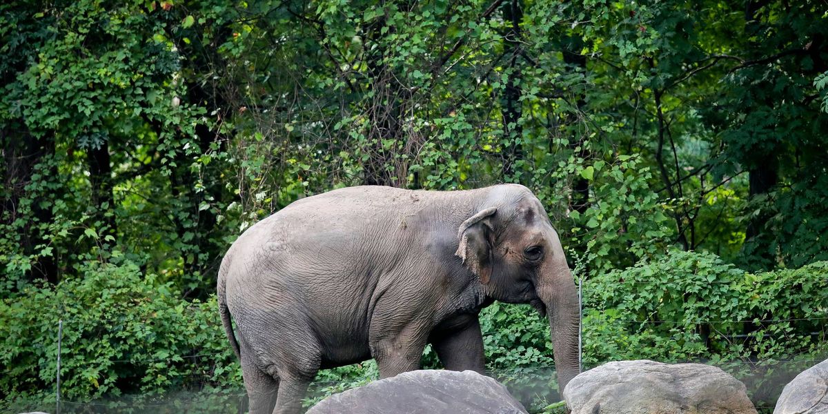 Happy, who taught researchers that elephants can recognize themselves, is euthanized at Bronx Zoo