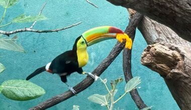 New York's Bronx Zoo rehabilitates 14 trafficked toucans