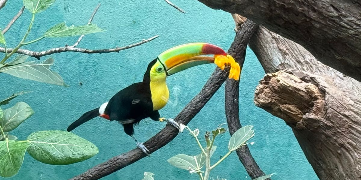 New York's Bronx Zoo rehabilitates 14 trafficked toucans