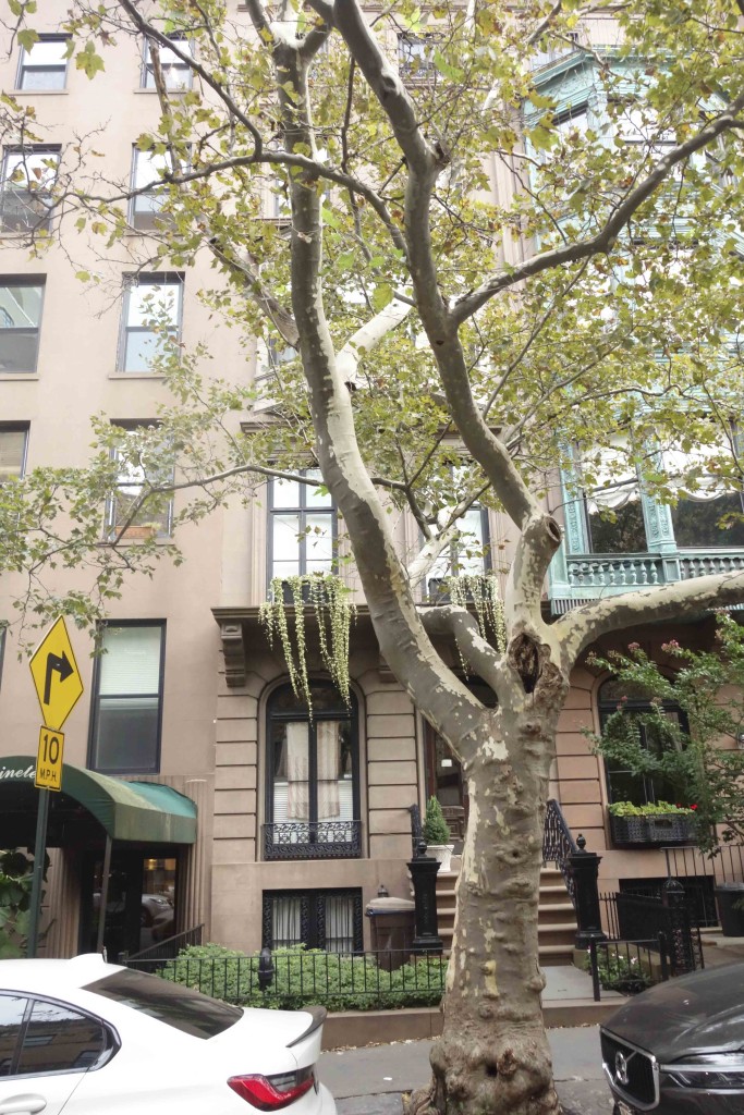 narrow brownstone