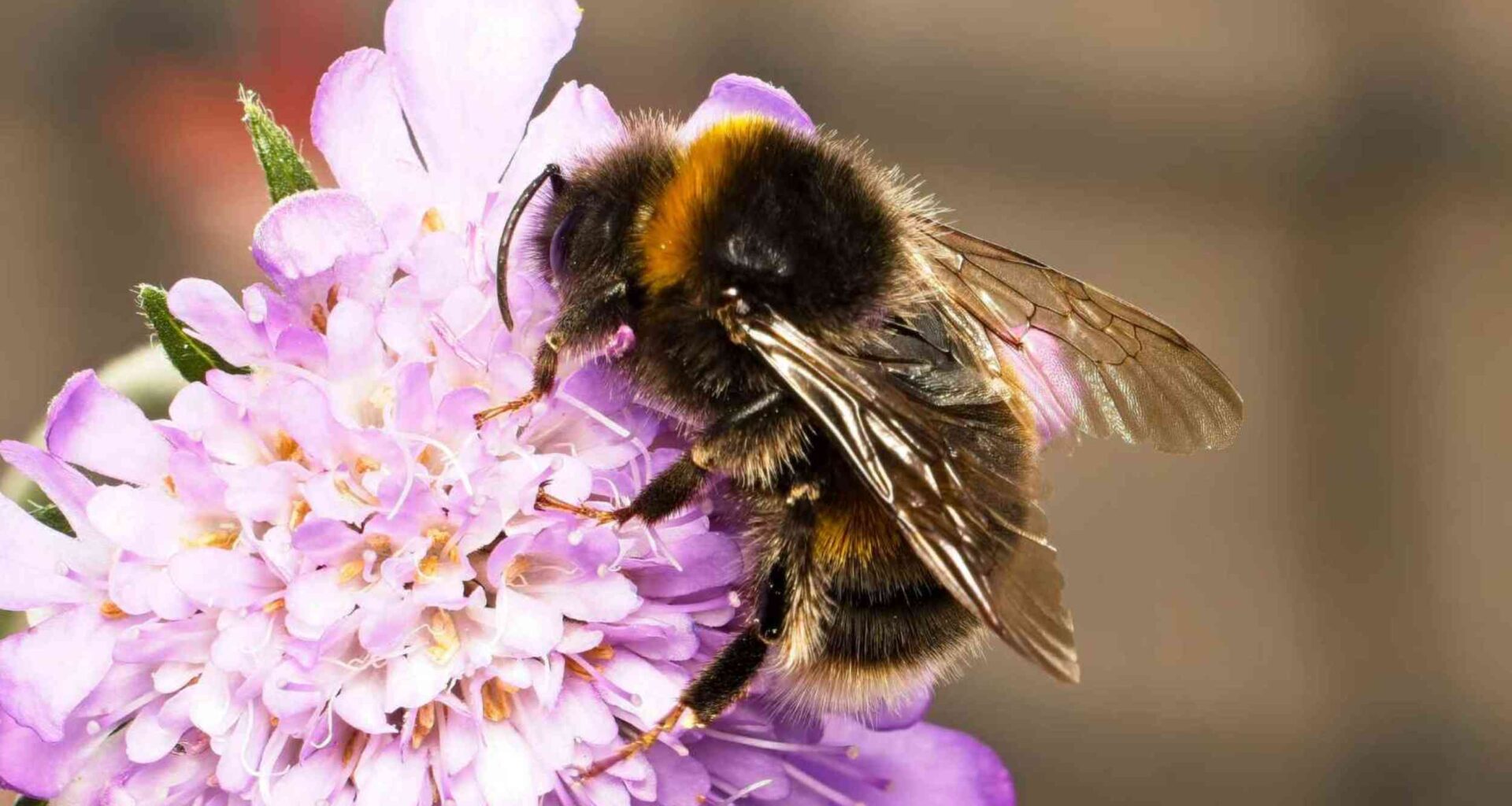 Bumblebee queens can smell better than workers, and their colonies may depend on it