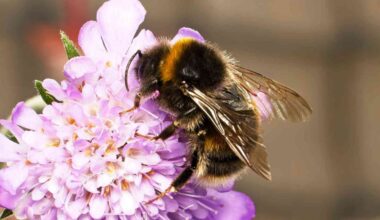 Bumblebee queens can smell better than workers, and their colonies may depend on it