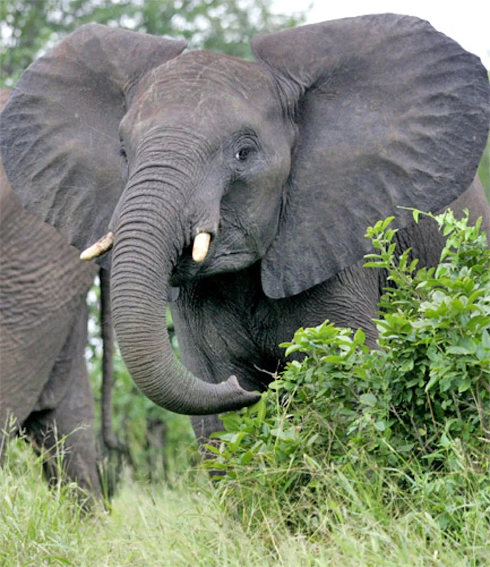 “She was a wonderful elephant,” interim zoo director Craig Piper said in an interview Wednesday, as heavy-hearted staffers absorbed the loss of an animal some had tended for over 30 years. “She served as a tremendous ambassador for elephants and for elephant conservation” (AFP/GETTY IMAGES)