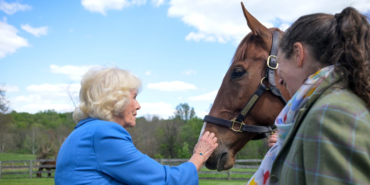 Queen Camilla Feeds Horses on Last Stop of State Visit