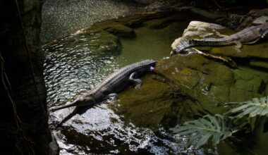 Crocodile bites handler at Bronx Zoo