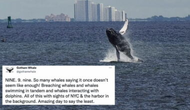 New York City was visited by nine different whales in one day and the photos are incredible