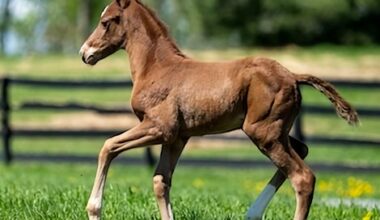 First Two Rich Strike Foals Born April 27 in New York
