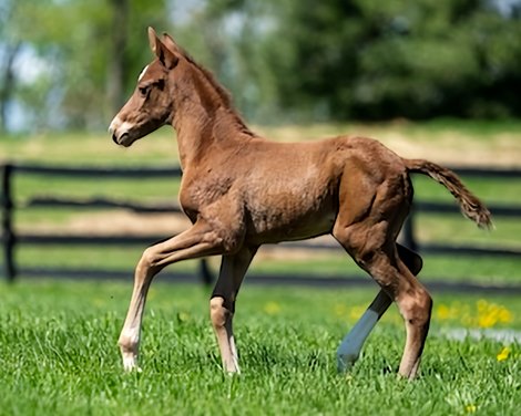 First Two Rich Strike Foals Born April 27 in New York