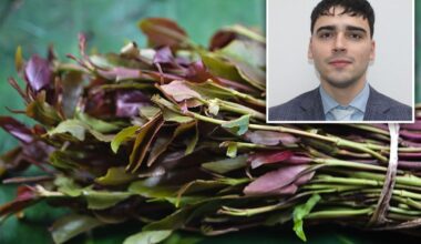 Khat user accuses NYC cops of illegal cavity search of his mouth: police union
