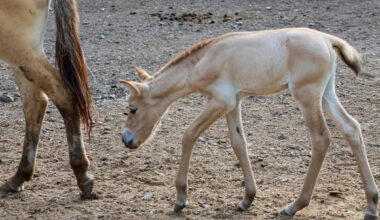 Bronx Zoo's rare foal marks a comeback for horse species once near extinction