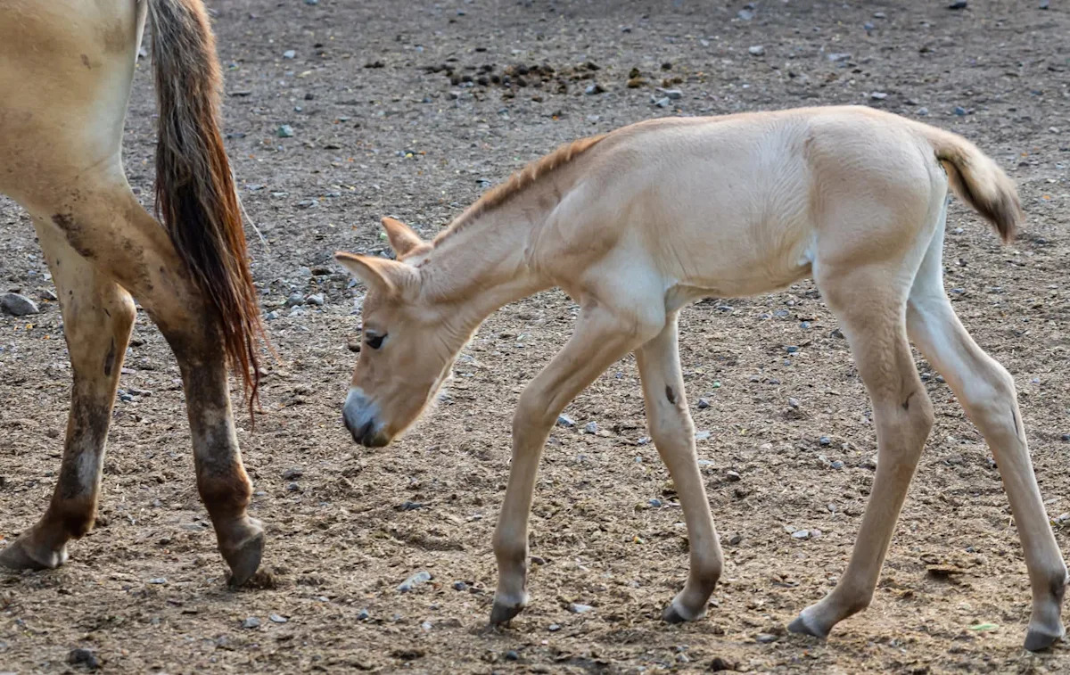 Bronx Zoo's rare foal marks a comeback for horse species once near extinction