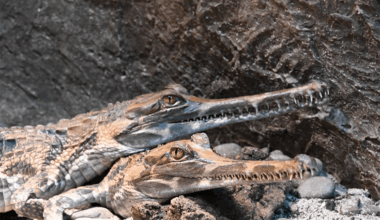 UPDATE Tomistoma Bites Male Worker’s Arm inside Bronx Zoo
