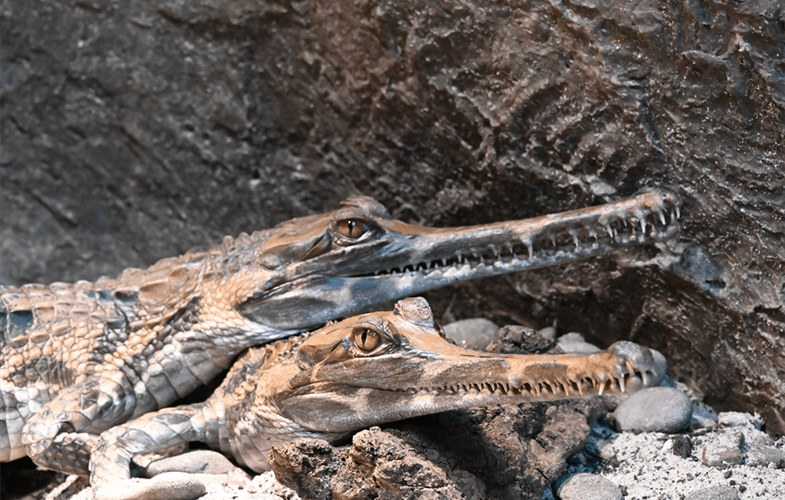 UPDATE Tomistoma Bites Male Worker’s Arm inside Bronx Zoo