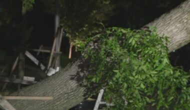 Storm brings down trees, causes flooding in Brooklyn