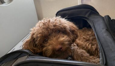 This Chic Dog Parent Tote Looks Straight Out of Downtown Manhattan