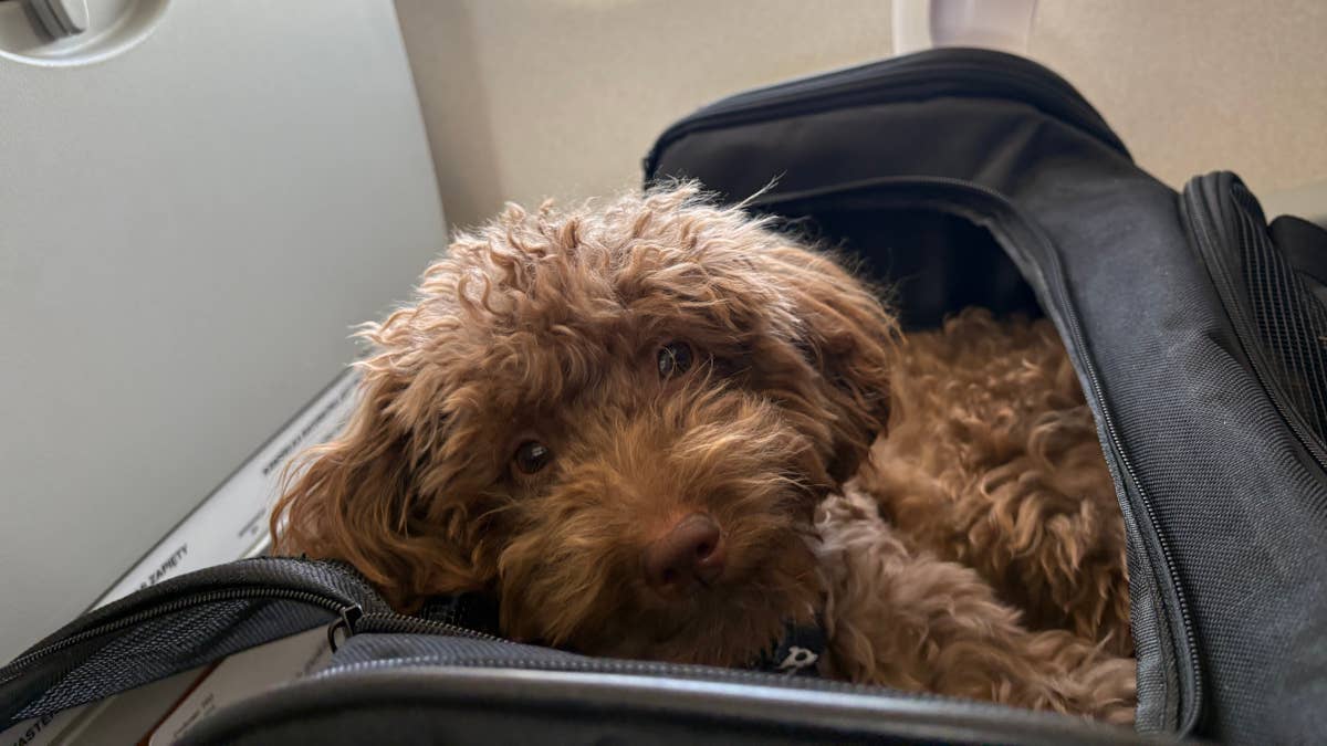 This Chic Dog Parent Tote Looks Straight Out of Downtown Manhattan