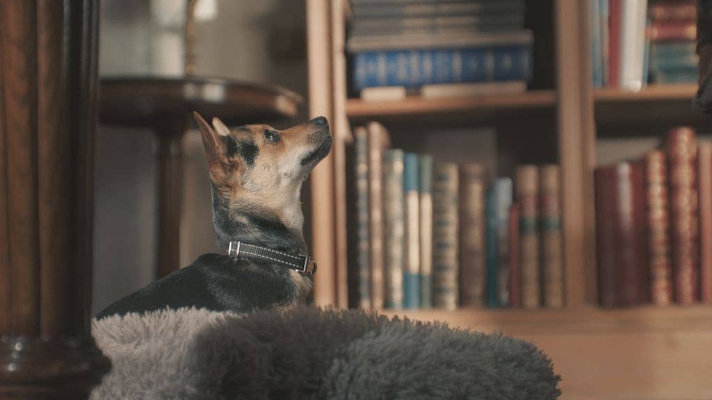Queen Camilla's rescue dog Moley appears in the birthday surprise