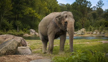 Elephant that surprised scientists by recognizing its own image in the mirror dies at 55 and turns the Bronx into the stage of a new global debate
