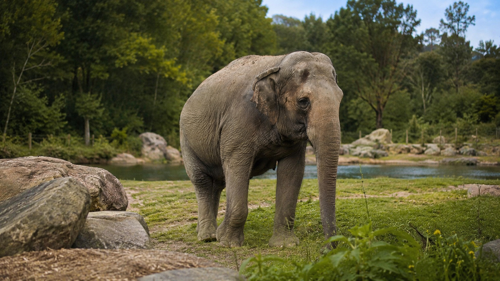 Elephant that surprised scientists by recognizing its own image in the mirror dies at 55 and turns the Bronx into the stage of a new global debate