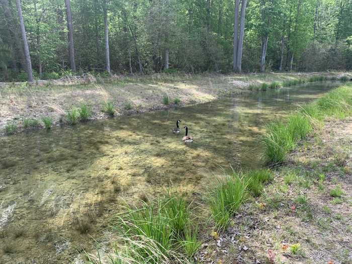 geese taking a swim during the day