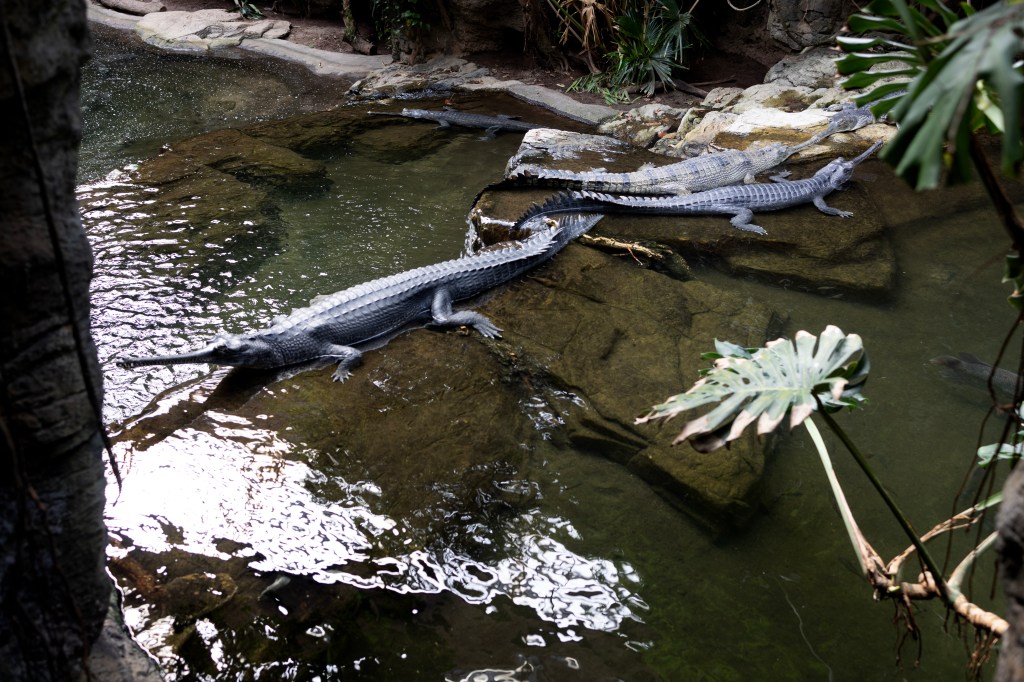 Gharial bask in their enclosure at the Bronx Zoo.