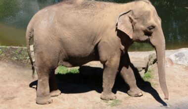 Happy the Elephant Dead after 20 Years of Solitude at the Bronx Zoo