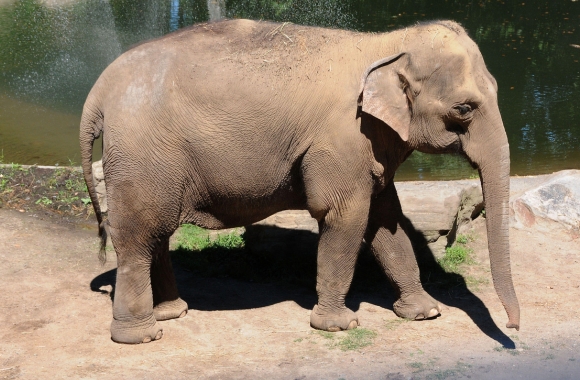 Happy the Elephant Dead after 20 Years of Solitude at the Bronx Zoo