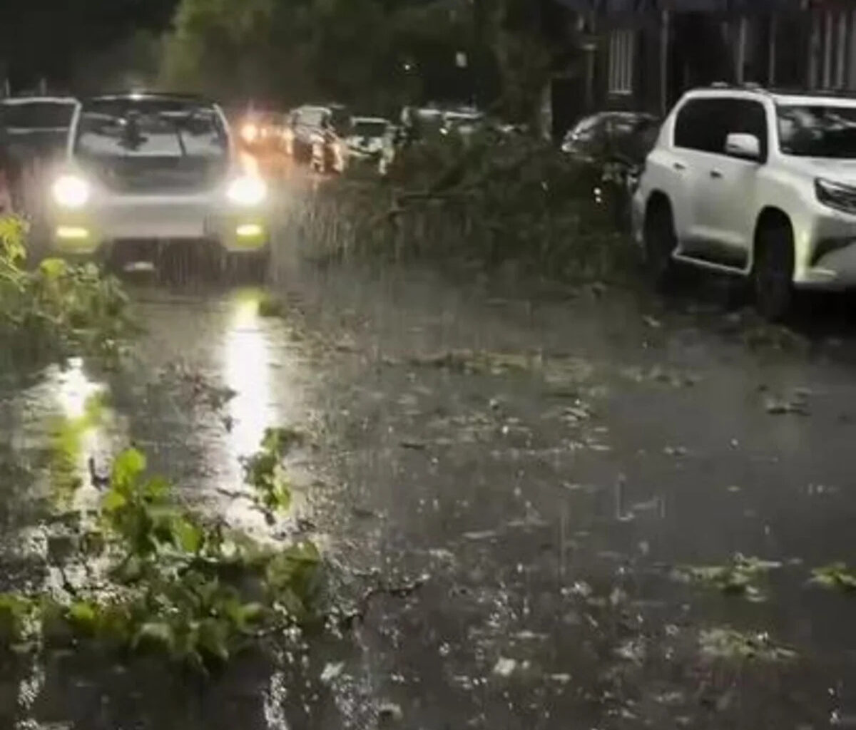 Downed Tree Branches Litter Brooklyn Street