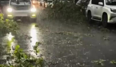 Downed Tree Branches Litter Brooklyn Street