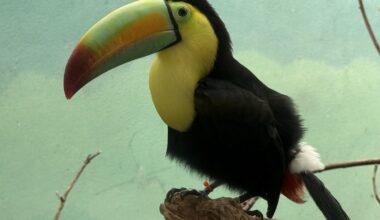 14 Toucans Rescued at US-Mexico Border by Wildlife Smugglers to Appear at the Bronx Zoo