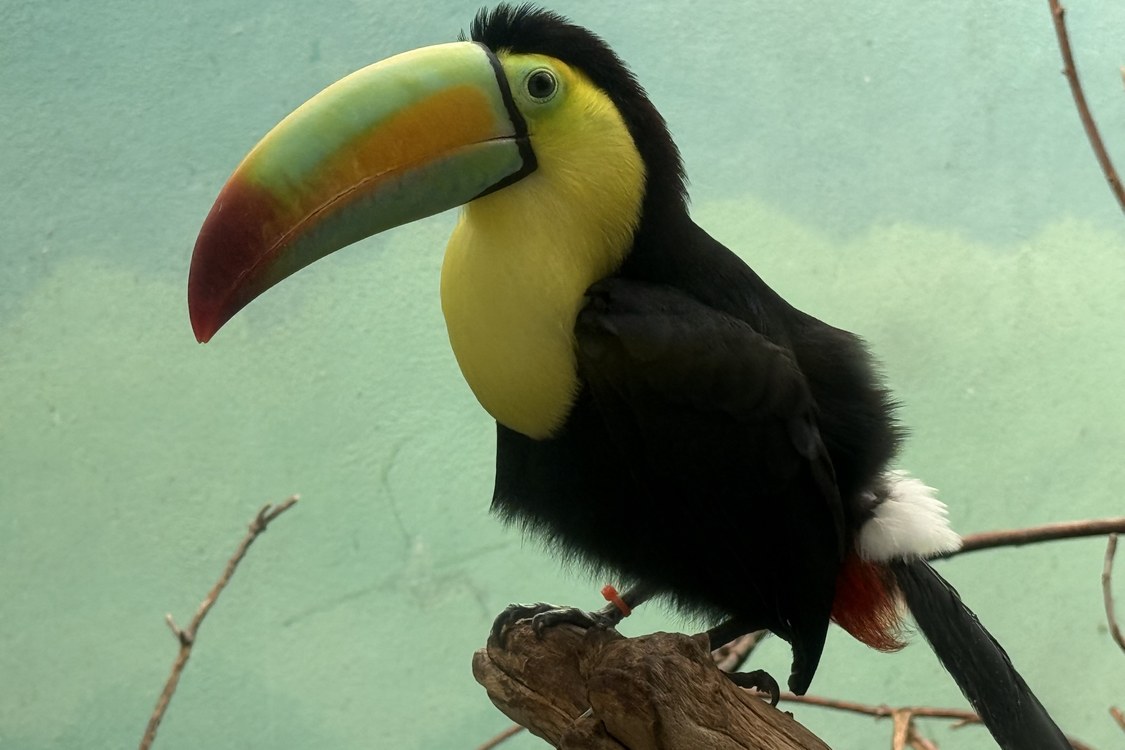 14 Toucans Rescued at US-Mexico Border by Wildlife Smugglers to Appear at the Bronx Zoo