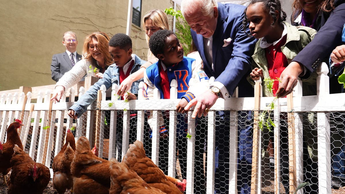 King Charles III feeding chickens at Harlem Grown community garden in New York City