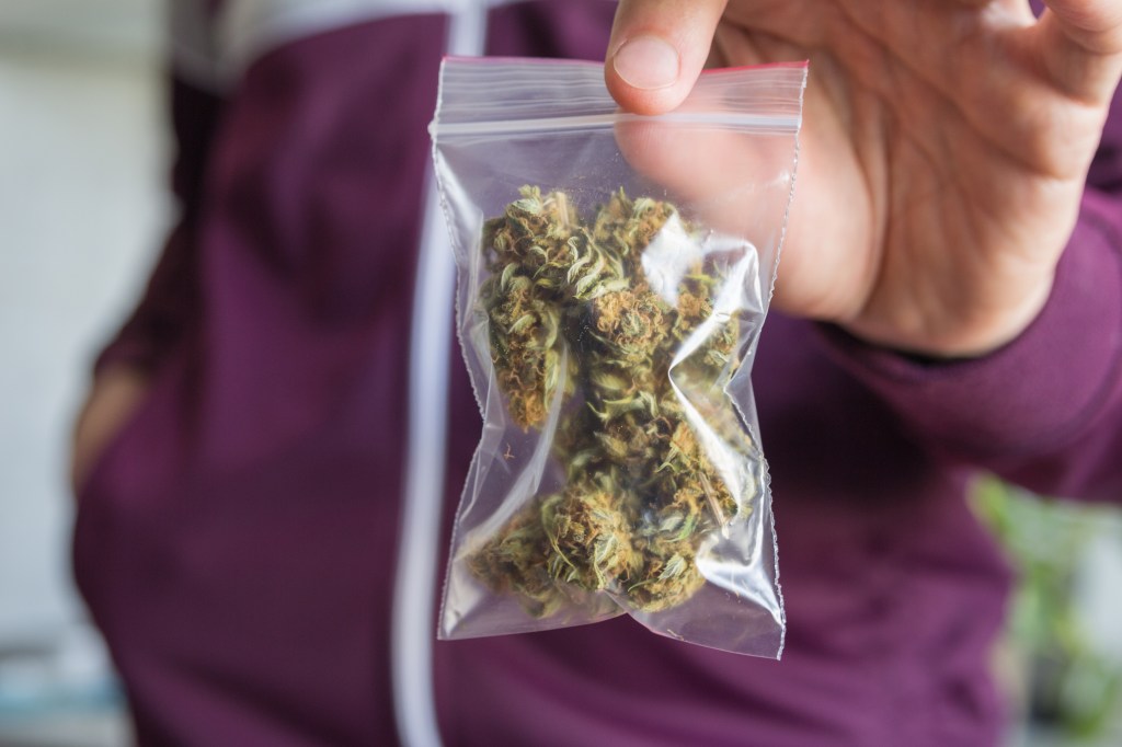 Person in a purple hoodie holding out a plastic bag filled with marijuana buds.
