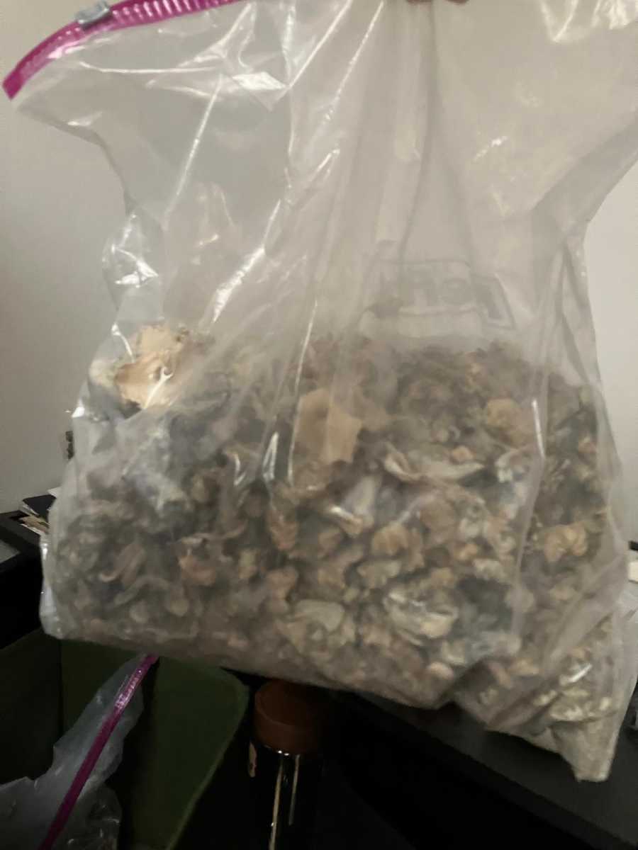 seized psychadelic mushrooms found in the Bronx