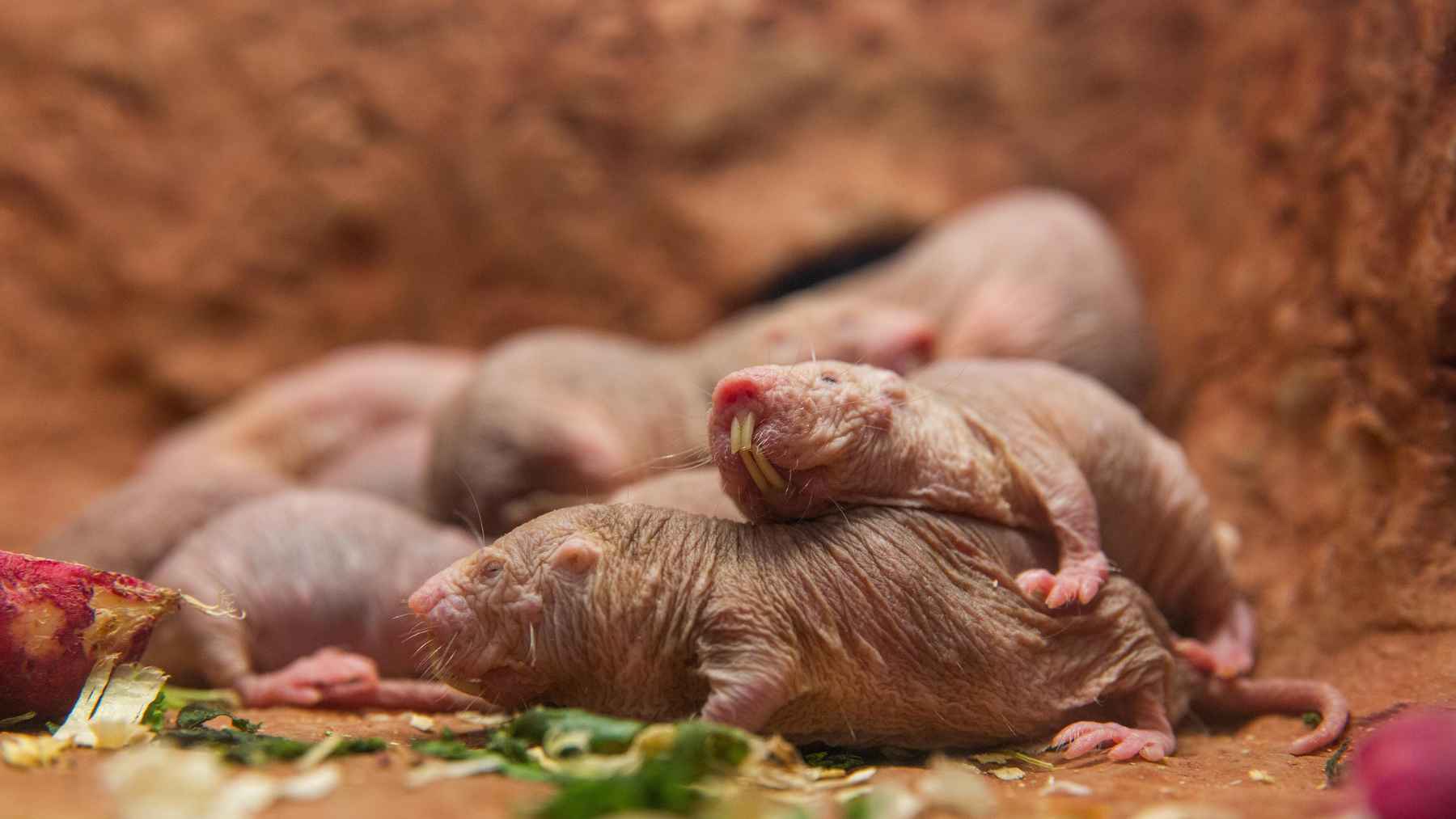 Naked mole-rat pups in a colony setting, showing reproduction and social behavior in the species.