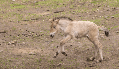 Rare Przewalski’s horse born in New York