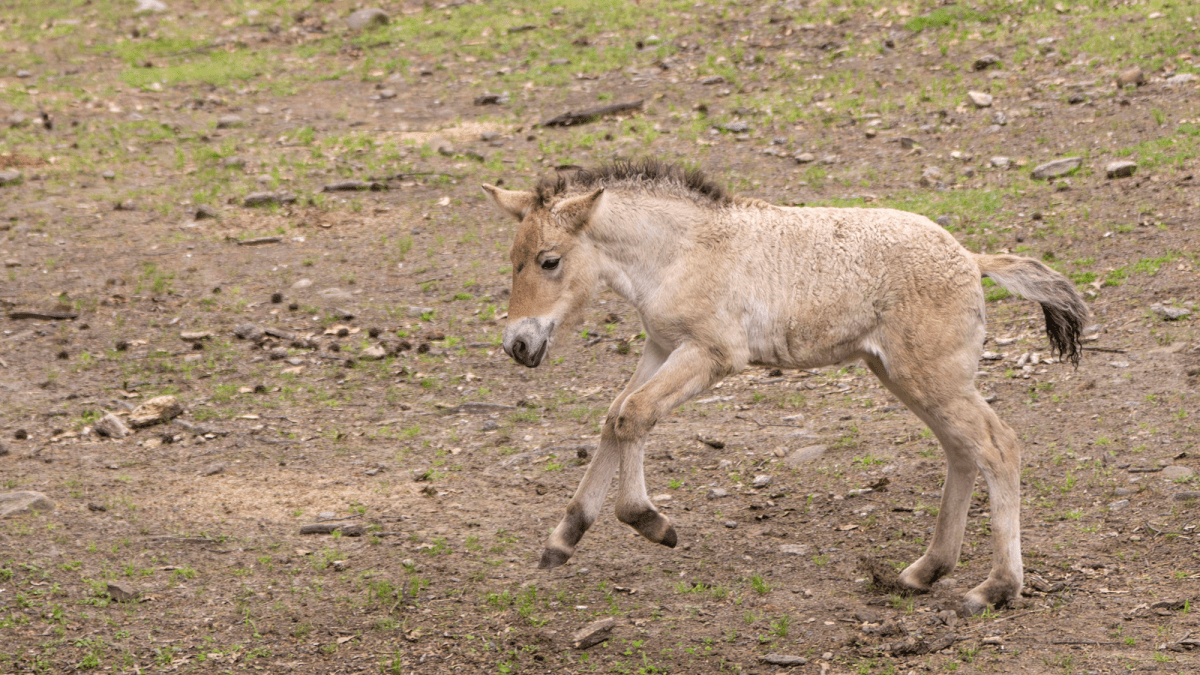 Rare Przewalski’s horse born in New York