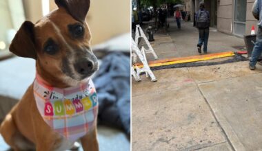 NYC dog electrocuted by ConEd live wires days after grandmother killed