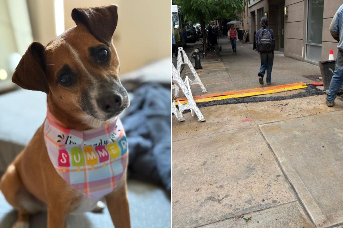 NYC dog electrocuted by ConEd live wires days after grandmother killed