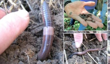 Invasive Asian jumping worms inching across US to New York, New Jersey and Connecticut
