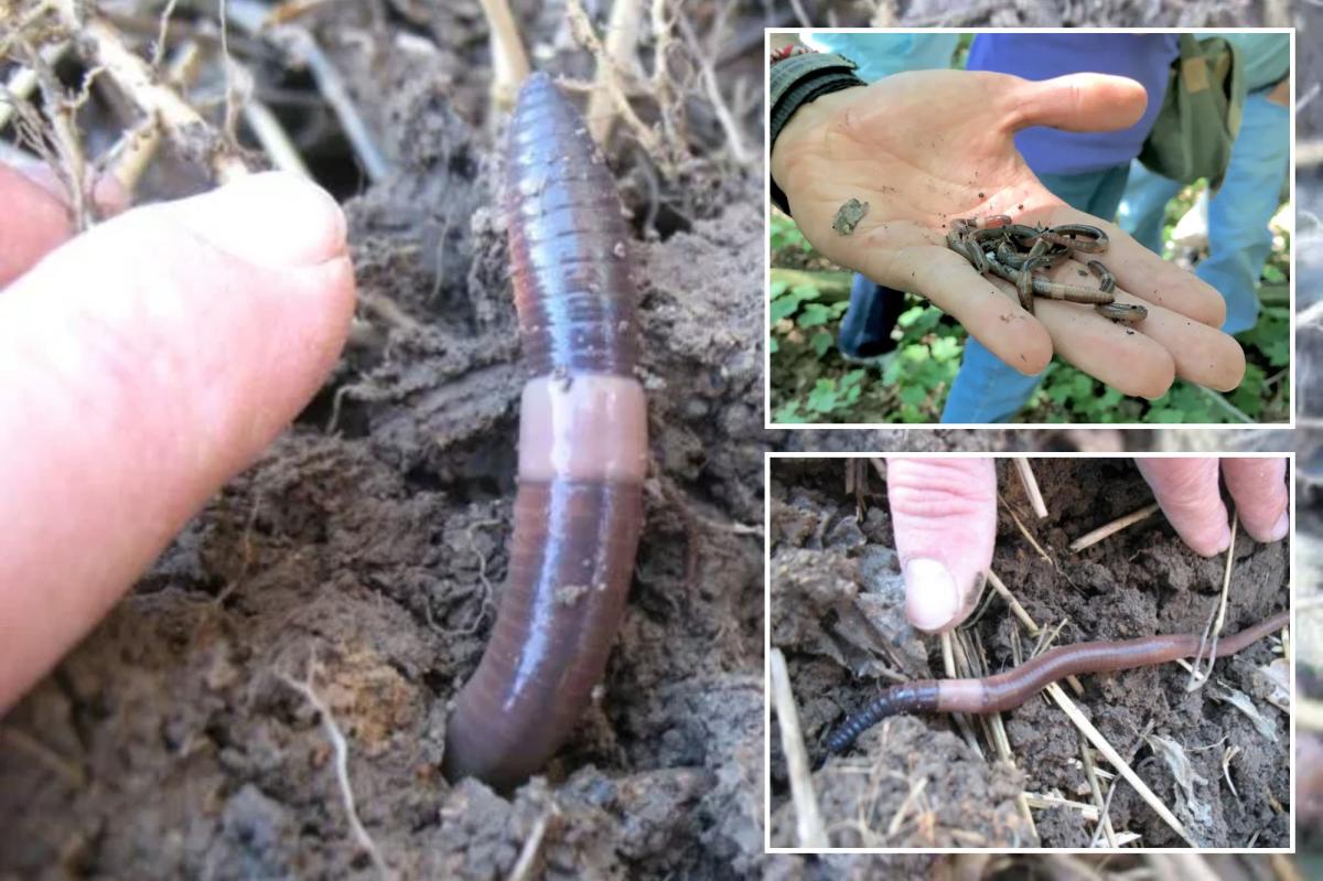 Invasive Asian jumping worms inching across US to New York, New Jersey and Connecticut