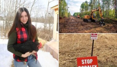 Resistance grows against New York's 18 planned solar farms that locals say ruin land, kill animals and won't create much energy