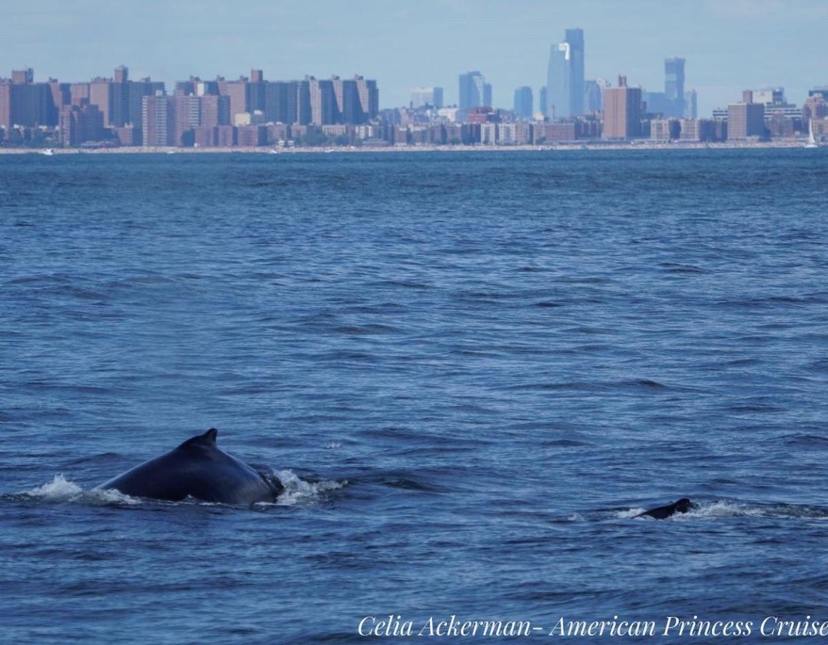 whales, whale watching, animals, conservation, new york, ocean, wildlife, photography