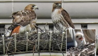 Pale Male's mate hooks up with boy toy after iconic NYC hawk's death